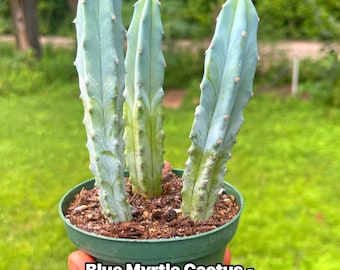 Blue Myrtle Cactus — Myrtillocactus geometrizans | 4” Pot