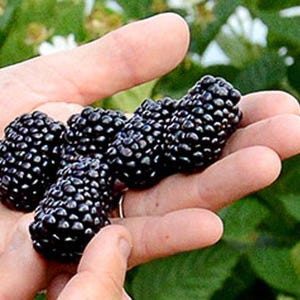 Pode incluir: Uma m&atilde;o segura v&aacute;rias amoras maduras. As bagas t&ecirc;m uma cor roxa escura profunda e uma superf&iacute;cie texturizada. O fundo apresenta folhagem verde, sugerindo um ambiente natural.