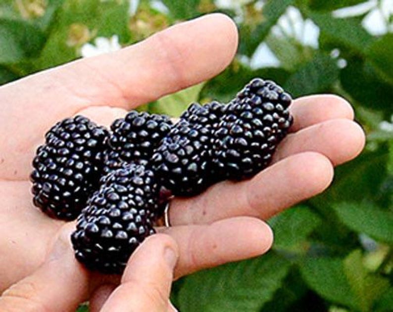 Pode incluir: Uma m&atilde;o segura v&aacute;rias amoras maduras. As bagas t&ecirc;m uma cor roxa escura profunda e uma superf&iacute;cie texturizada. O fundo apresenta folhagem verde, sugerindo um ambiente natural.