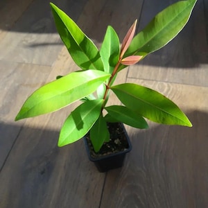 May include: A small green plant with red stems growing in a black plastic pot. The plant has several leaves and is sitting on a wooden floor.
