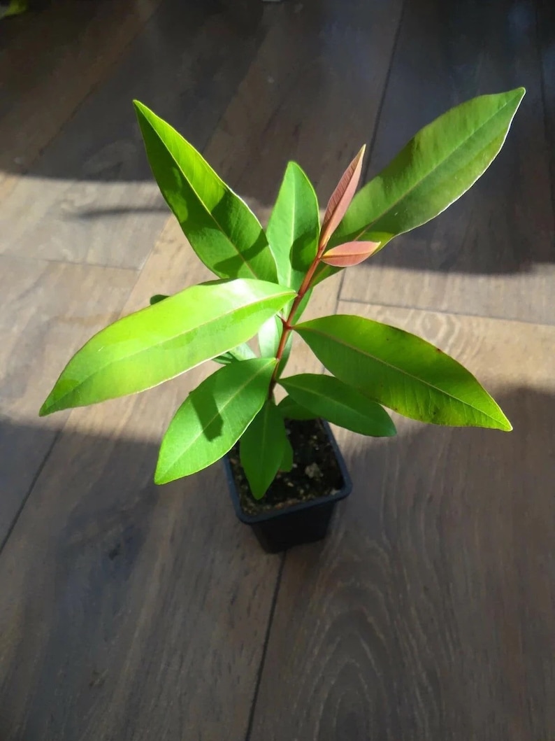 Java Plum Live Plant (jamun Plant) - Etsy