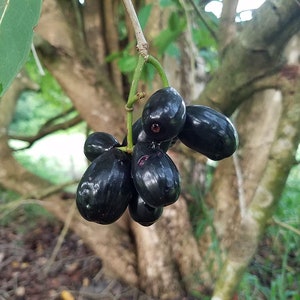 Java Plum Live Plant (jamun Plant) - Etsy