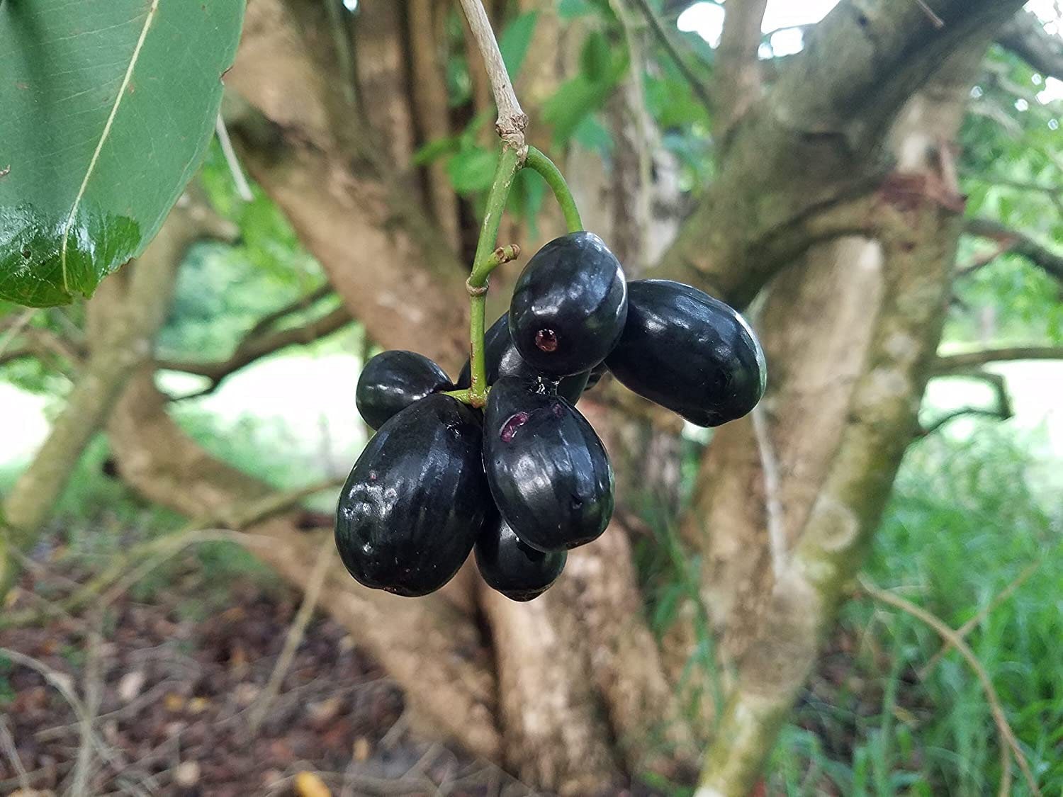 Java Plum Germination Java Plum Live Plant (jamun Plant) - Etsy