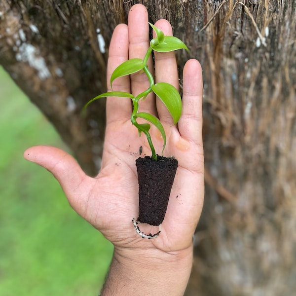 Live Vanilla Bean Orchid Plant: Fragrant Tropical Vanilla Planifolia