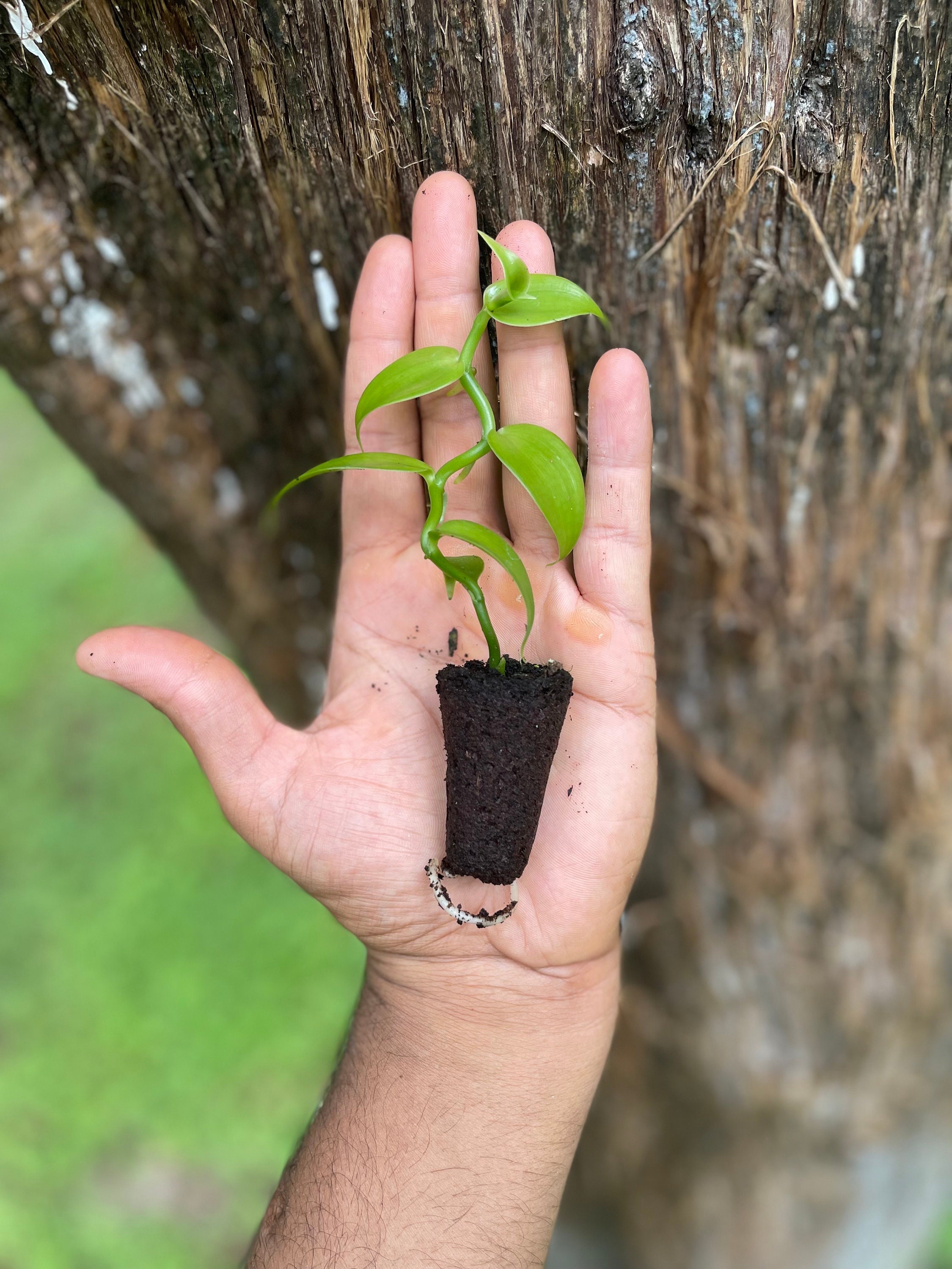 Live Vanilla Bean Orchid Plant: Fragrant Tropical Vanilla Planifolia