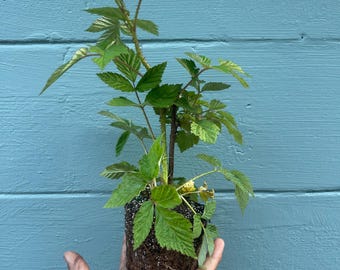 Pode incluir: Um conjunto de três tigelas de cerâmica em tons de azul, verde e branco. As tigelas apresentam um esmalte salpicado e um design simples e moderno. A tigela maior tem cerca de 18 cm de diâmetro.