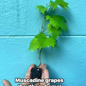 Southern Home Grape Vine: Live Muscadine Hybrid - Self Fertile