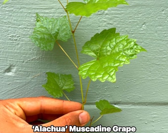 Alachua Muscadine Grape Plant