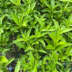 Night Blooming Jasmine Plant (Cestrum nocturnum) - Fragrant Outdoor Flowering Plant for Garden bild 4