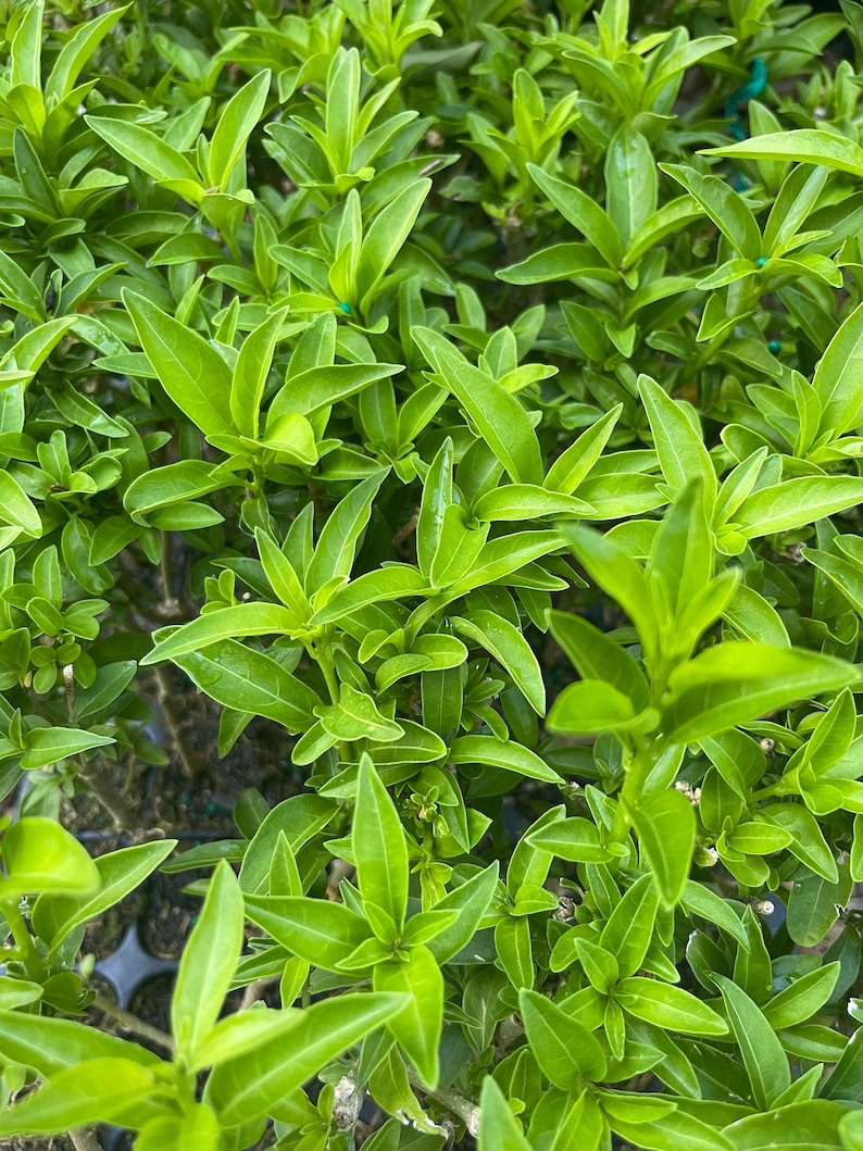 Night Blooming Jasmine Plant (Cestrum nocturnum) - Fragrant Outdoor Flowering Plant for Garden bild 4