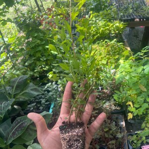 May include: A small plant with green leaves and a root ball held in a hand. The plant has multiple stems and is surrounded by other plants in a garden setting. The leaves are a vibrant green color.