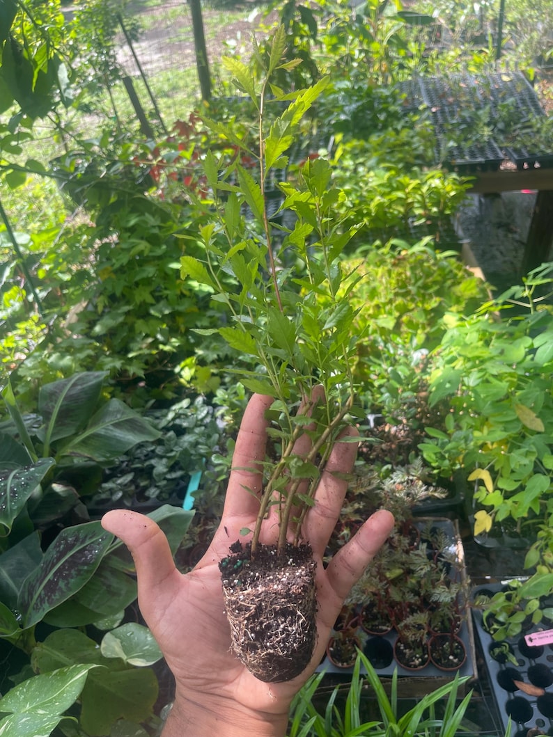 May include: A small plant with green leaves and a root ball held in a hand. The plant has multiple stems and is surrounded by other plants in a garden setting. The leaves are a vibrant green color.
