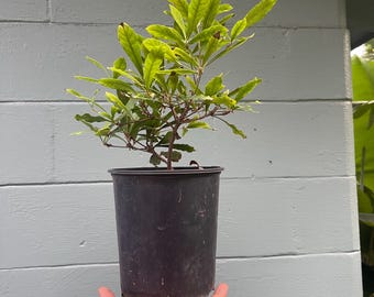 May include: A small green plant with serrated leaves growing in a black plastic nursery pot. The plant has a thin, woody stem and branches extending outward, with some leaves showing slight yellowing and brown tips on the edges.