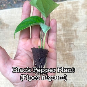 May include: A small black pepper plant (Piper nigrum) in a pot with roots visible. The plant has green leaves and is being held in a hand.
