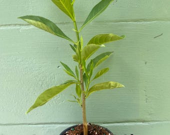 Adansonia digitata (African Baobab Tree) – Live Plant