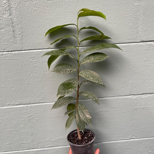 Planta viva de guanábana – Árbol frutal tropical Annona muricata