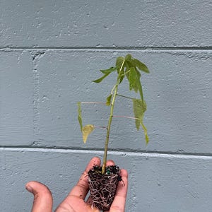 May include: A small papaya plant with green leaves and a thin stem is held in a hand. The plant's roots are visible, surrounded by soil. The background is a gray brick wall.
