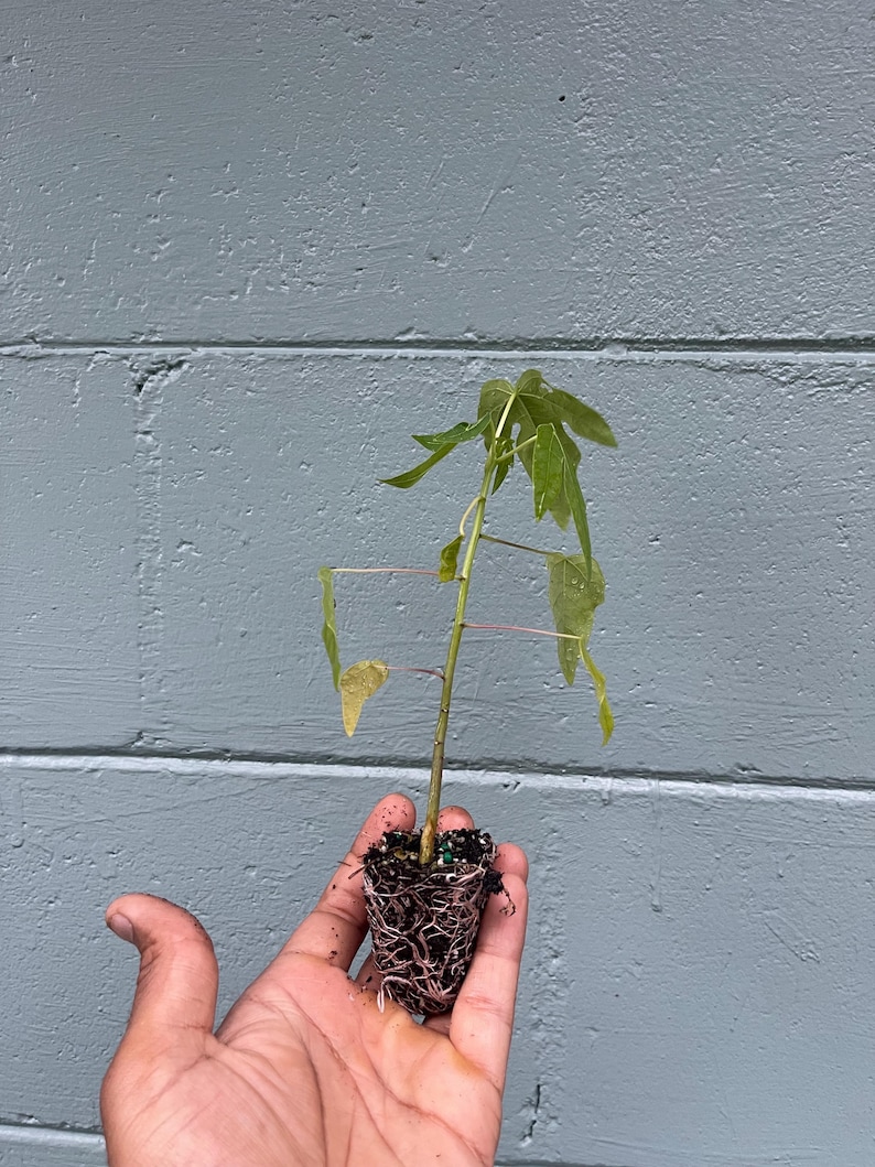 May include: A small papaya plant with green leaves and a thin stem is held in a hand. The plant's roots are visible, surrounded by soil. The background is a gray brick wall.