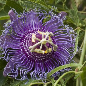 May include: A close-up of a purple passion flower with a white and yellow center. The flower has long, thin petals that curl outwards.