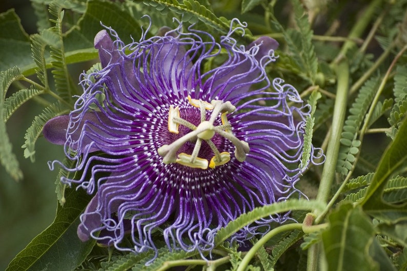 May include: A close-up of a purple passion flower with a white and yellow center. The flower has long, thin petals that curl outwards.