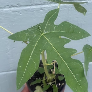 May include: A small papaya plant in a black pot. The plant has large, green, lobed leaves with prominent veins. The leaves have a unique shape. The plant is set against a light blue wall.