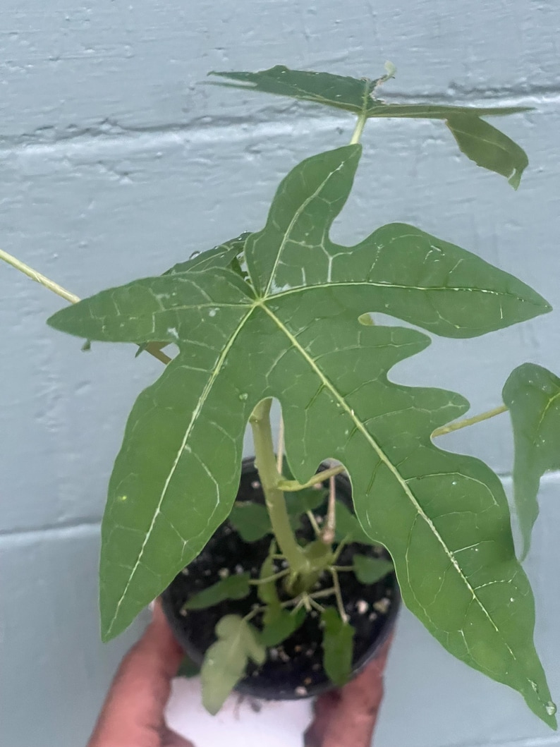 May include: A small papaya plant in a black pot. The plant has large, green, lobed leaves with prominent veins. The leaves have a unique shape. The plant is set against a light blue wall.