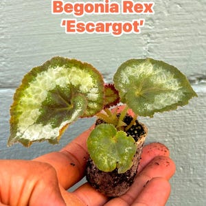 Begonia Rex ‘ESCARGOT’