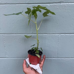 May include: A small papaya plant in a red plastic pot. The plant has several green leaves and a slender stem. The pot is held in a hand against a blue-gray wooden background. A white tag is attached to the pot.