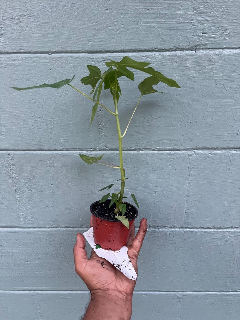 May include: A small papaya plant in a red plastic pot. The plant has several green leaves and a slender stem. The pot is held in a hand against a blue-gray wooden background. A white tag is attached to the pot.