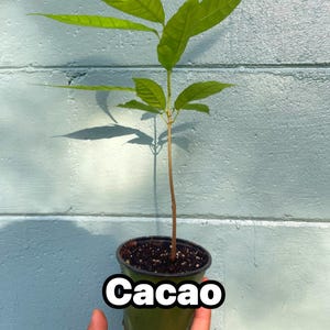 Live Cacao Plant: Theobroma Cocoa Tree - Grow Your Own Chocolate