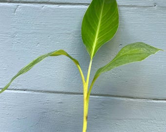 Goldfinger Banana (Musa FHIA-1)
