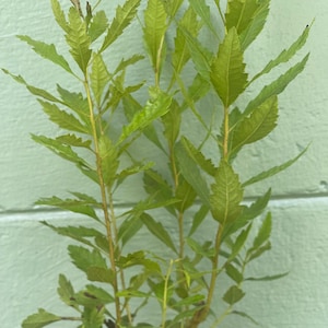 May include: A close-up of a plant with multiple stems and vibrant green leaves. The leaves have a serrated edge and are arranged along the stems. The plant is set against a light green background.