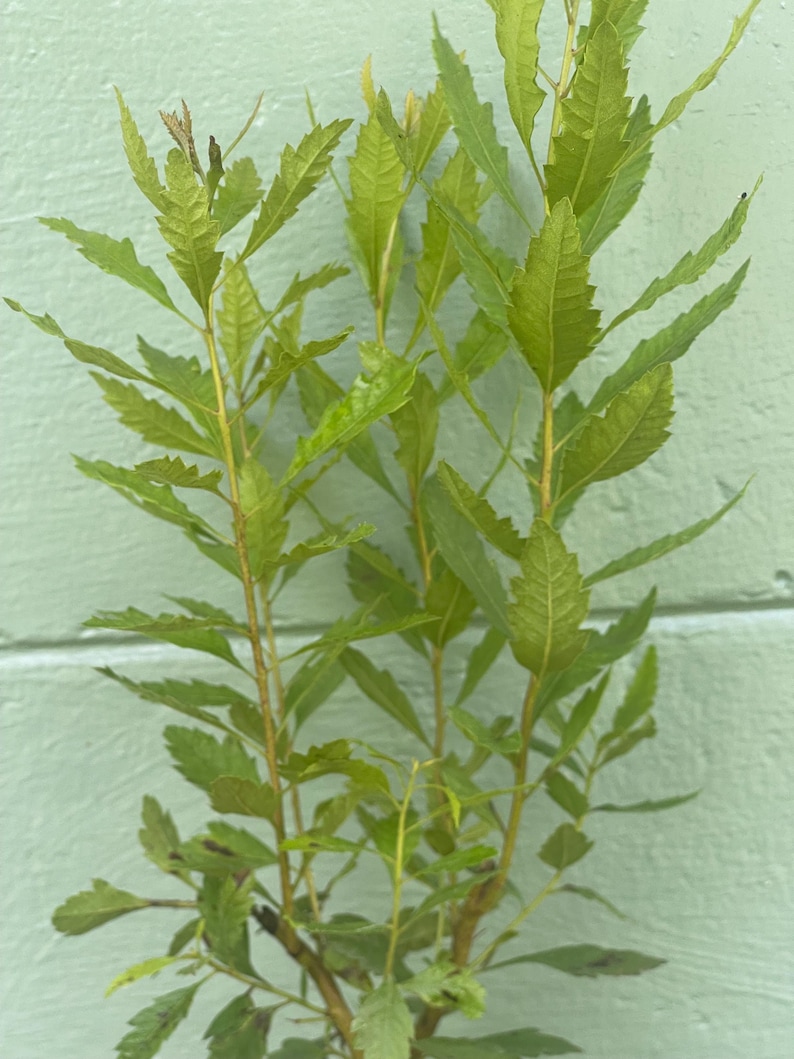May include: A close-up of a plant with multiple stems and vibrant green leaves. The leaves have a serrated edge and are arranged along the stems. The plant is set against a light green background.
