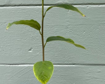 Cherimoya (Annona cherimola) - live plant
