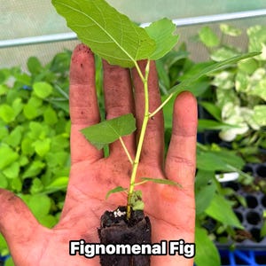 May include: A small fig plant with vibrant green leaves and a slender stem is held in a hand. The plant is rooted in a dark, compact soil block. The text "Fignomenal Fig" is displayed in white letters.