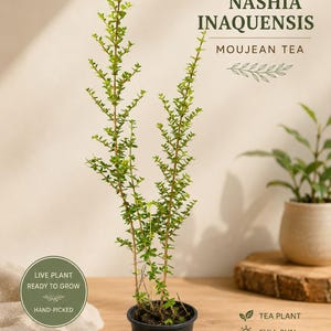 Nashia Inaguensis Live Plant | Rare Moujean Tea Herb, Fragrant Evergreen 4” Pot