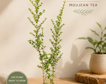 Nashia Inaguensis Live Plant | Rare Moujean Tea Herb, Fragrant Evergreen 4” Pot