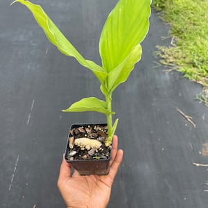 May include: A small turmeric plant in a square black pot. The plant has several large, bright green leaves with a lighter green edge. The plant is held in a hand against a dark background.