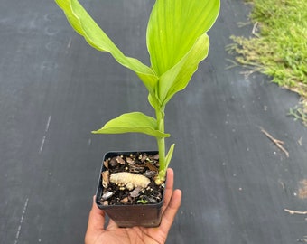 Turmeric plants (4 Inch containers)