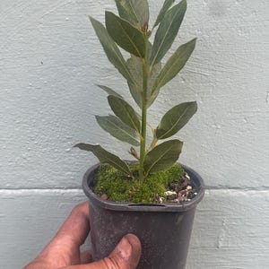 May include: A small potted bay laurel plant with green leaves. The plant is in a black plastic pot, held by a hand. The background is a light blue painted wooden surface.