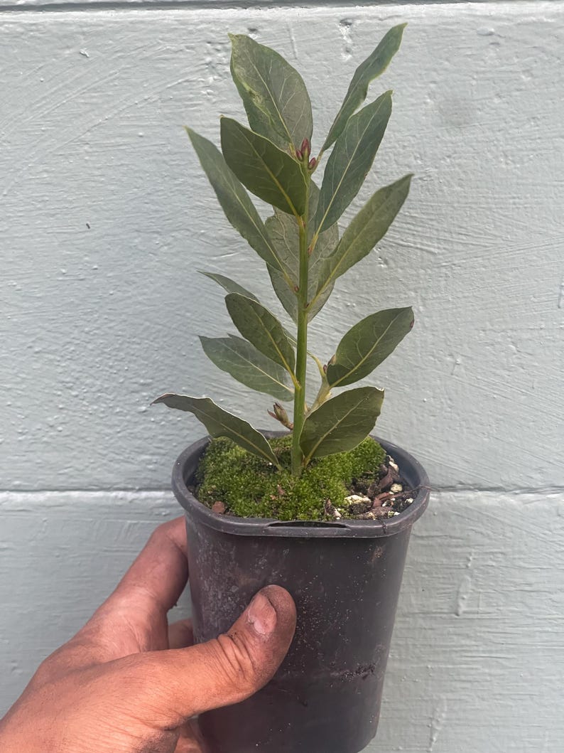 May include: A small potted bay laurel plant with green leaves. The plant is in a black plastic pot, held by a hand. The background is a light blue painted wooden surface.