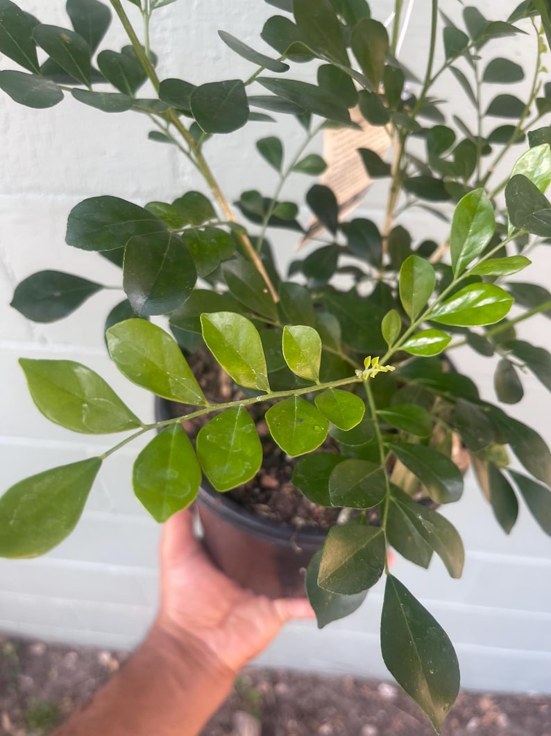Plantsages Orange Jasmine Plant - Thumbnail 5