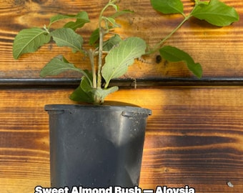 Sweet Almond Bush — Aloysia virgata | 4-Inch Live Plant