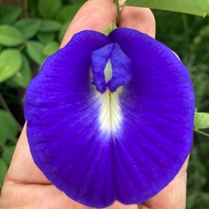 Butterfly pea flower seeds