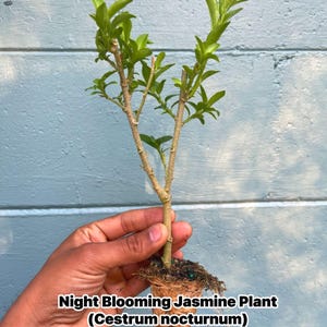 Night Blooming Jasmine Plant (Cestrum nocturnum) - Fragrant Outdoor Flowering Plant for Garden