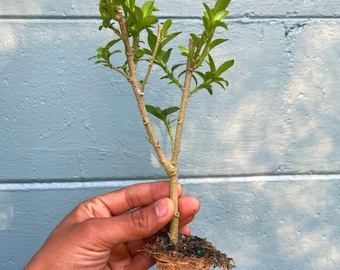 Night Blooming Jasmine Plant (Cestrum nocturnum) - Fragrant Outdoor Flowering Plant for Garden