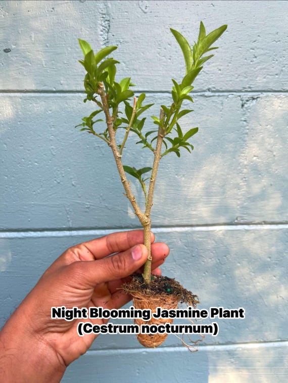 Night Blooming Jasmine Plant (Cestrum nocturnum) - Fragrant Outdoor Flowering Plant for Garden