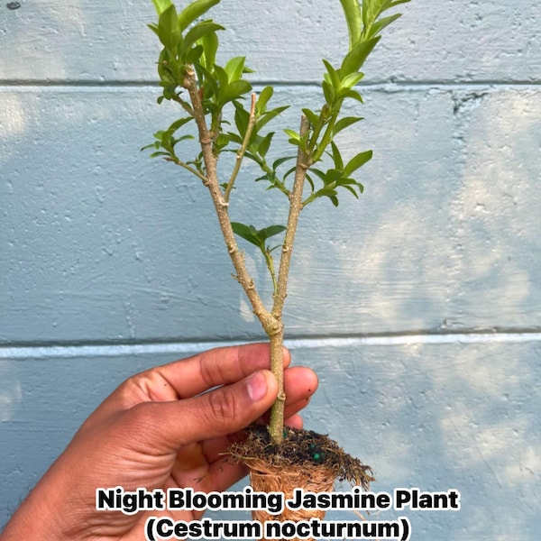 Night Blooming Jasmine Plant (Cestrum nocturnum) - Fragrant Outdoor Flowering Plant for Garden