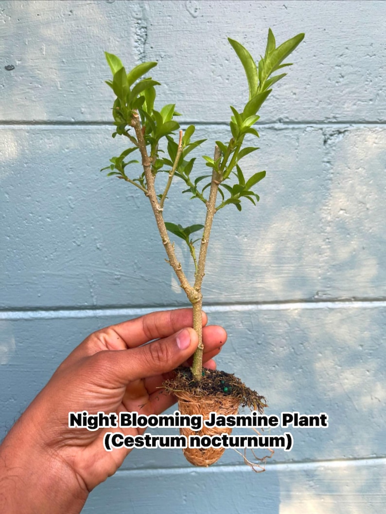 Night Blooming Jasmine Plant (Cestrum nocturnum) - Fragrant Outdoor Flowering Plant for Garden 2” plug