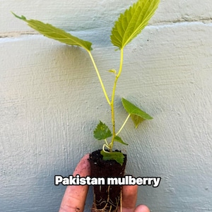 Pakistan Mulberry tree